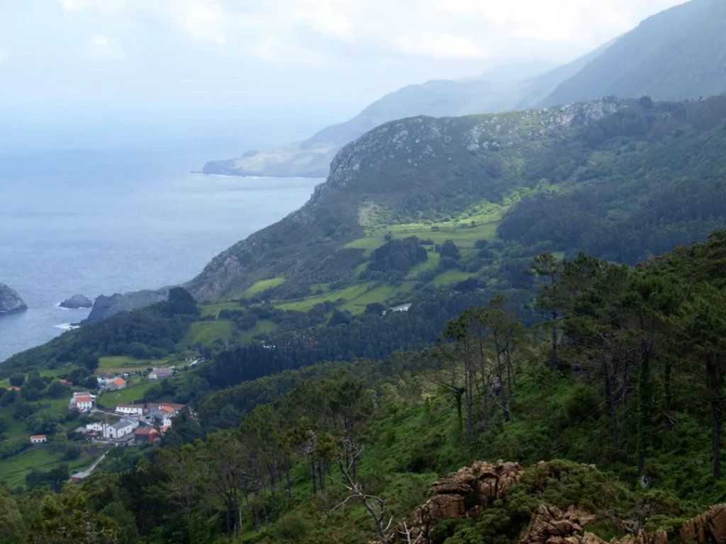 Cervo